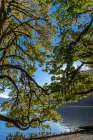 USA-Washington State-Olympic National Park Alder tree branches overhang shore of Lake Crescent Art Print